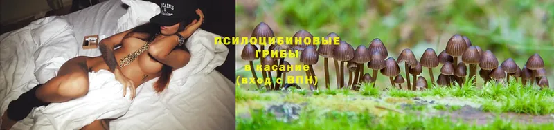 Псилоцибиновые грибы Psilocybine cubensis  Кондрово 